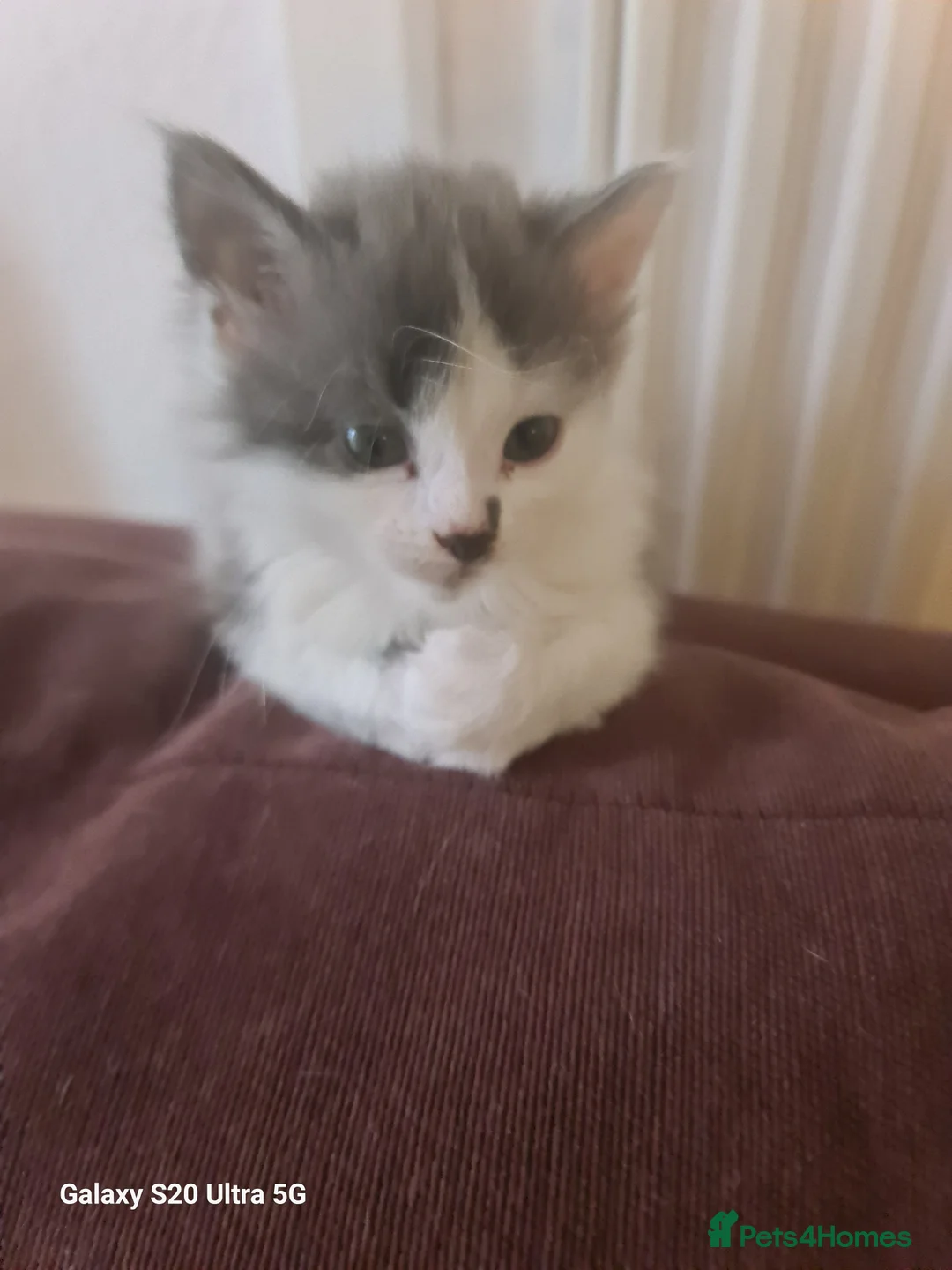 Siberian cats for sale: Kittens - Advert 27