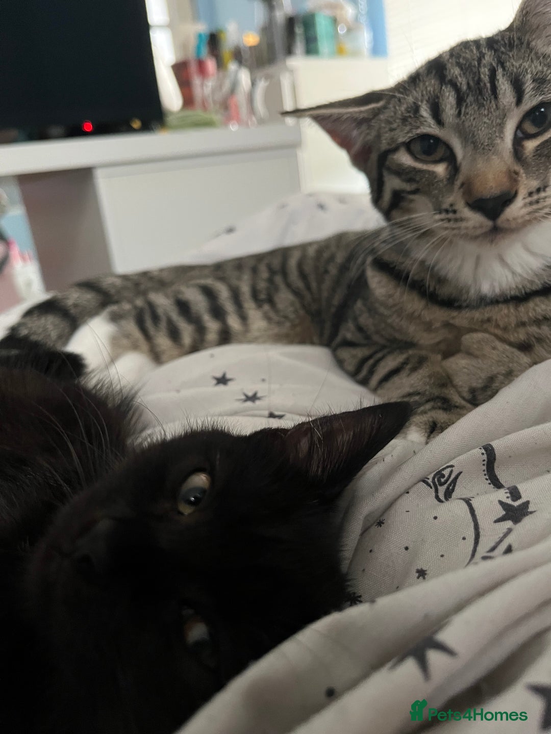 Mixed Breed cats for sale: Rambo and Pika - Image 4