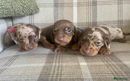 Miniature Dachshund dogs for sale: lovely miniature dachshund puppies for sale  - Image 1