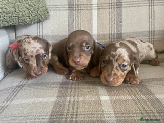 Miniature Dachshund dogs for sale - Advert 1
