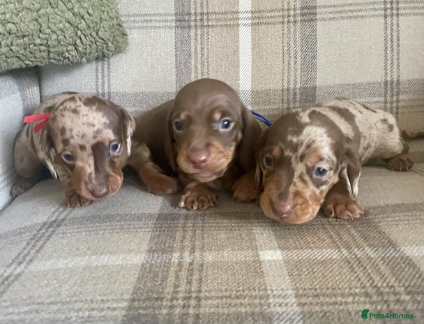 Miniature Dachshund dogs - Advert 15