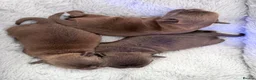 Griffon Bruxellois dogs for sale: Three chocolate boys  - Advert 16
