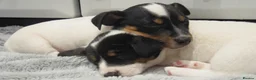 Jack Russell dogs for sale: Top Quality Jack Russell puppies  - Advert 13