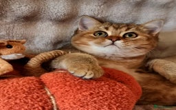 British Shorthair cats for sale: GOLDEN & COLOURPOINT BSH KITTENS, READY TO GO! - Image 1