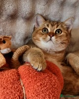 British Shorthair cats - Advert 16