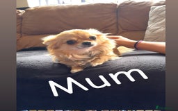 Chihuahua dogs for sale: Champion Line Chihuahua miniature puppies  - Image 3