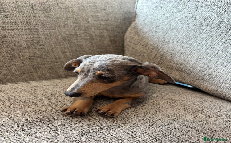 Miniature Dachshund dogs - Advert 1