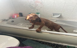 Cocker Spaniel dogs for sale: Simba - family cocker spaniel - Image 8
