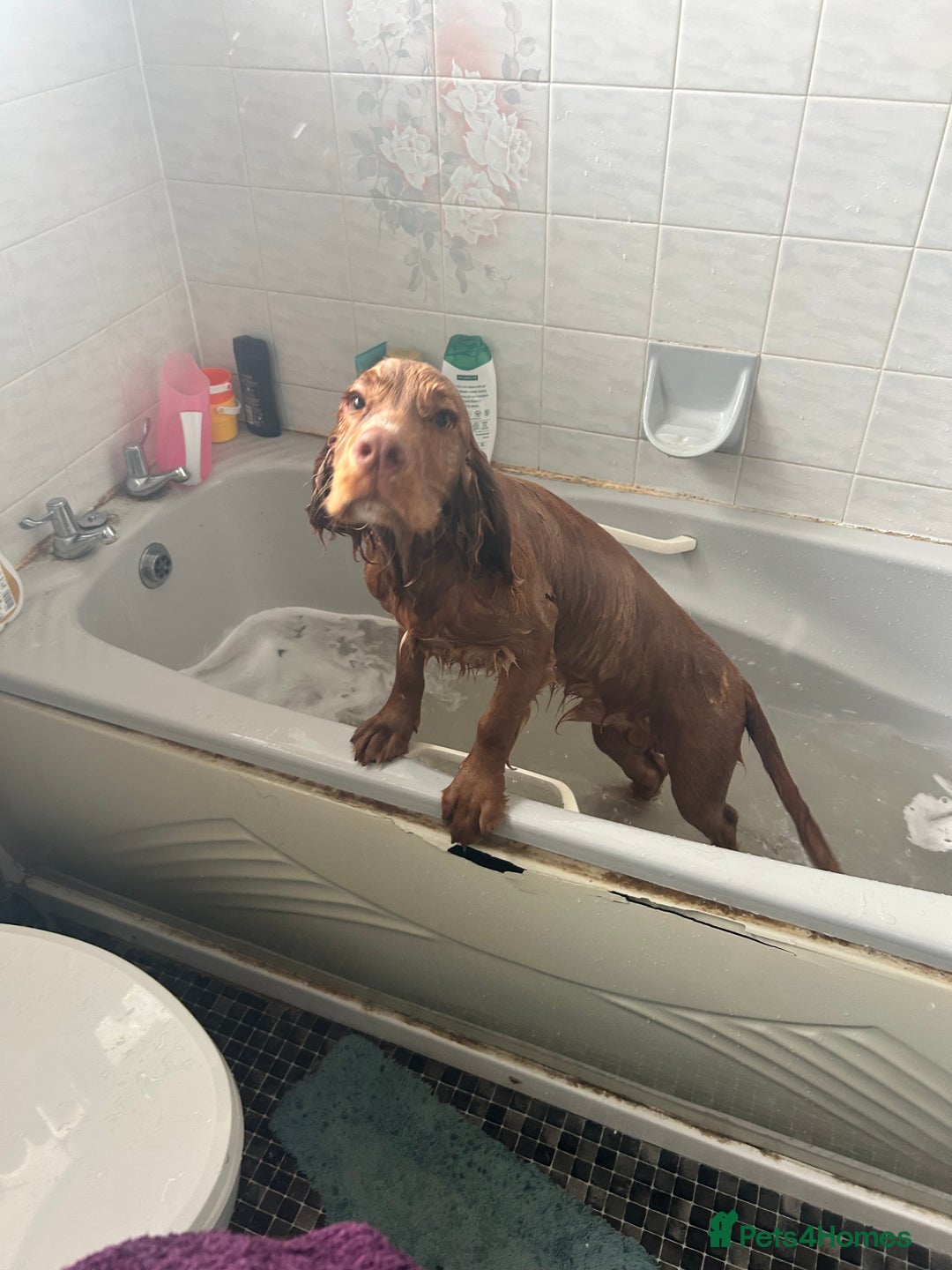 Cocker Spaniel dogs for sale: Simba - family cocker spaniel - Image 8