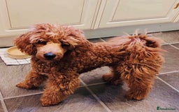 Cockapoo dogs for sale: Outstanding Cockapoos for sale  - Advert 3