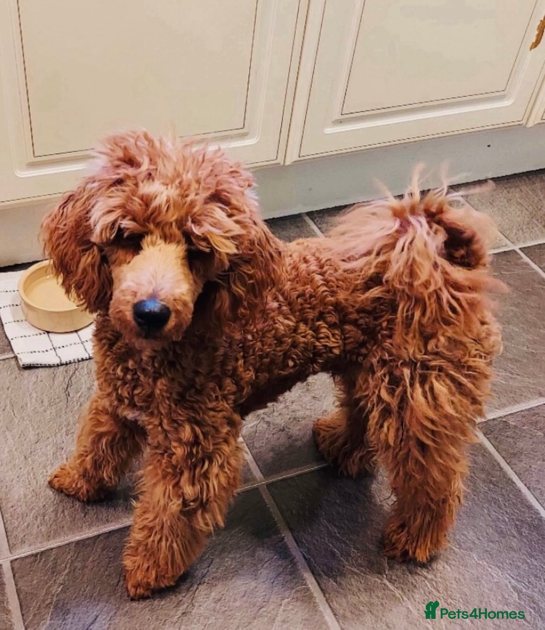 Cockapoo dogs for sale: Outstanding Cockapoos for sale  - Advert 3