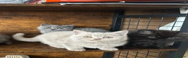 British Shorthair 5