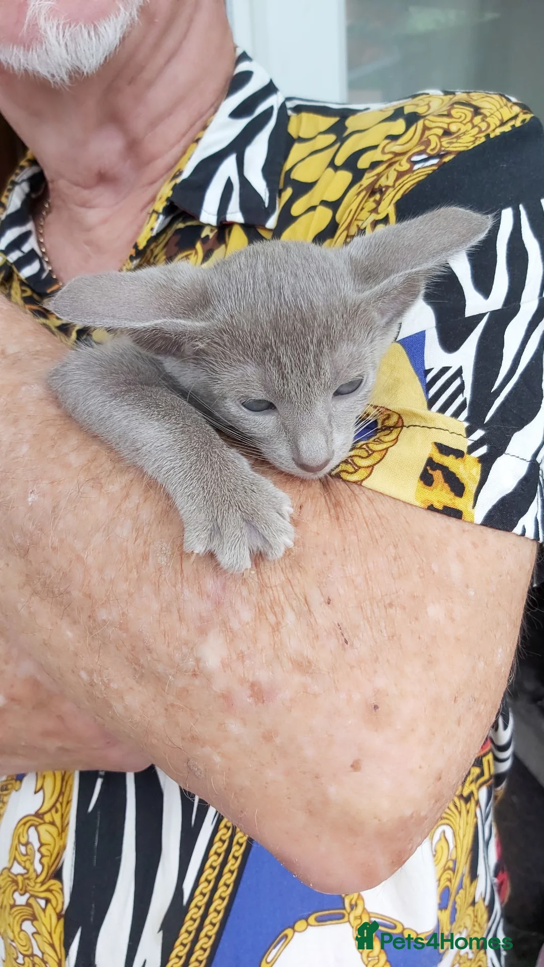 Oriental cats for sale: FULL Pedigree Oriental XL size ears GCCF - Advert 2