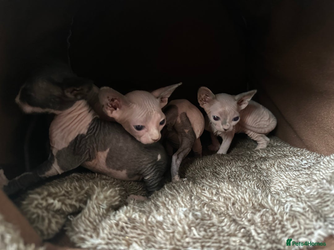 Sphynx cats for sale:  6 Beautiful Sphynx Kittens Ready Soon – 5★ - Image 5