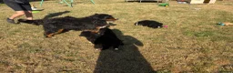 Bernese Mountain Dog dogs for sale:  Bernese mountain dog puppies in Chippenham - Advert 4