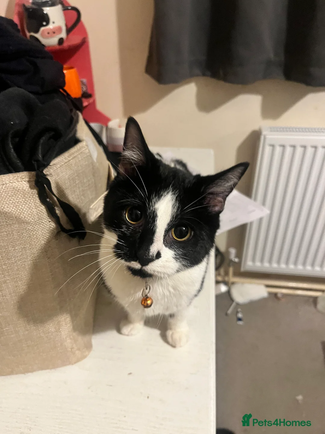 Domestic Shorthair cats for sale: Young female - Advert 3