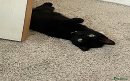 Domestic Shorthair cats for sale: Black female kitten needing loving home  - Image 1