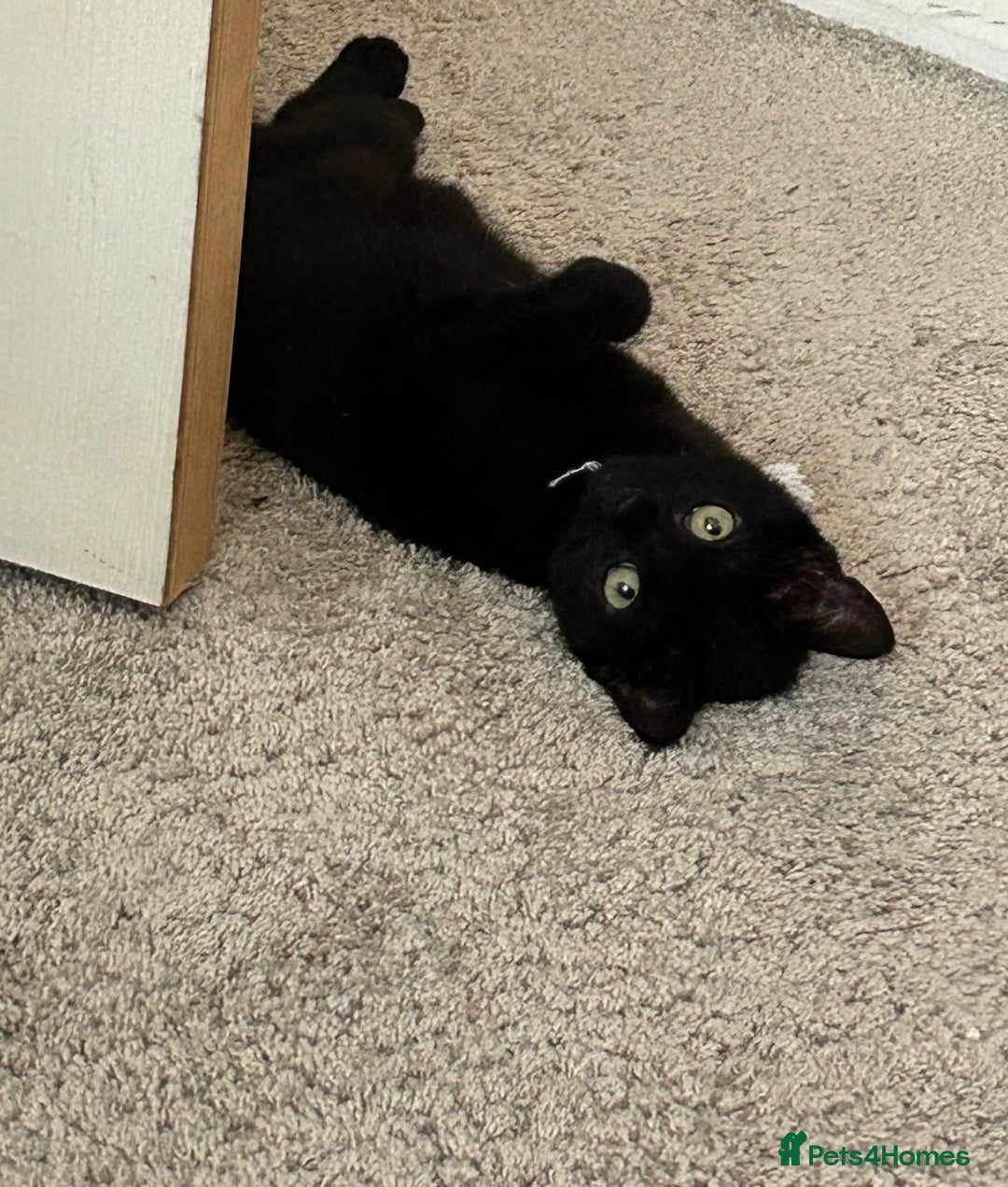 Domestic Shorthair cats for sale: Black female kitten needing loving home  - Image 1
