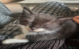 Domestic Shorthair cats for sale: Beautiful tuxedo boy - Image 1