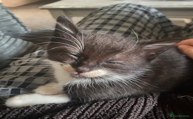 Domestic Shorthair cats - Advert 4