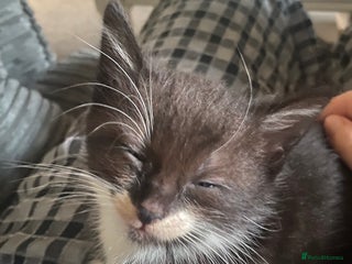 Domestic Shorthair cats - Advert 3