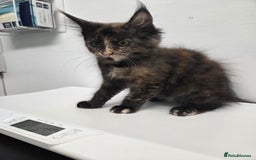 Maine Coon cats for sale: TICA reg Maine coon kittens - Image 6