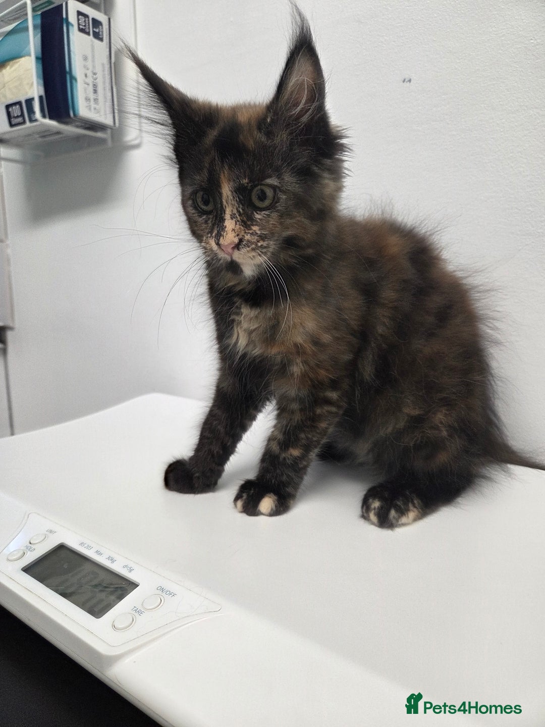 Maine Coon cats for sale: TICA reg Maine coon kittens - Image 6