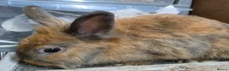 Lionhead rabbits for sale: Female Lionhead rabbit - Advert 1