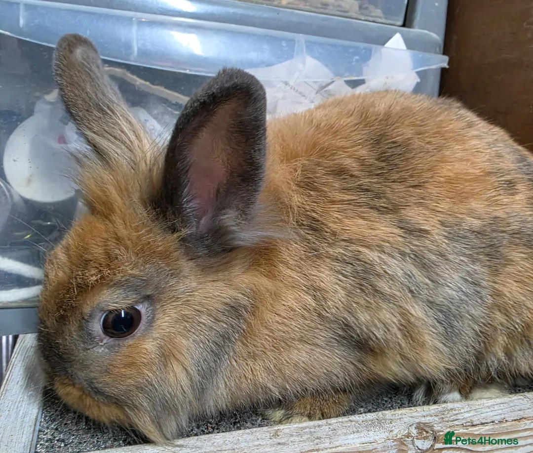 Lionhead rabbits for sale: Female Lionhead rabbit - Advert 1