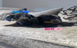 Miniature Dachshund dogs for sale: 🐾Adorable miniature dachshunds 🐾 - Image 12