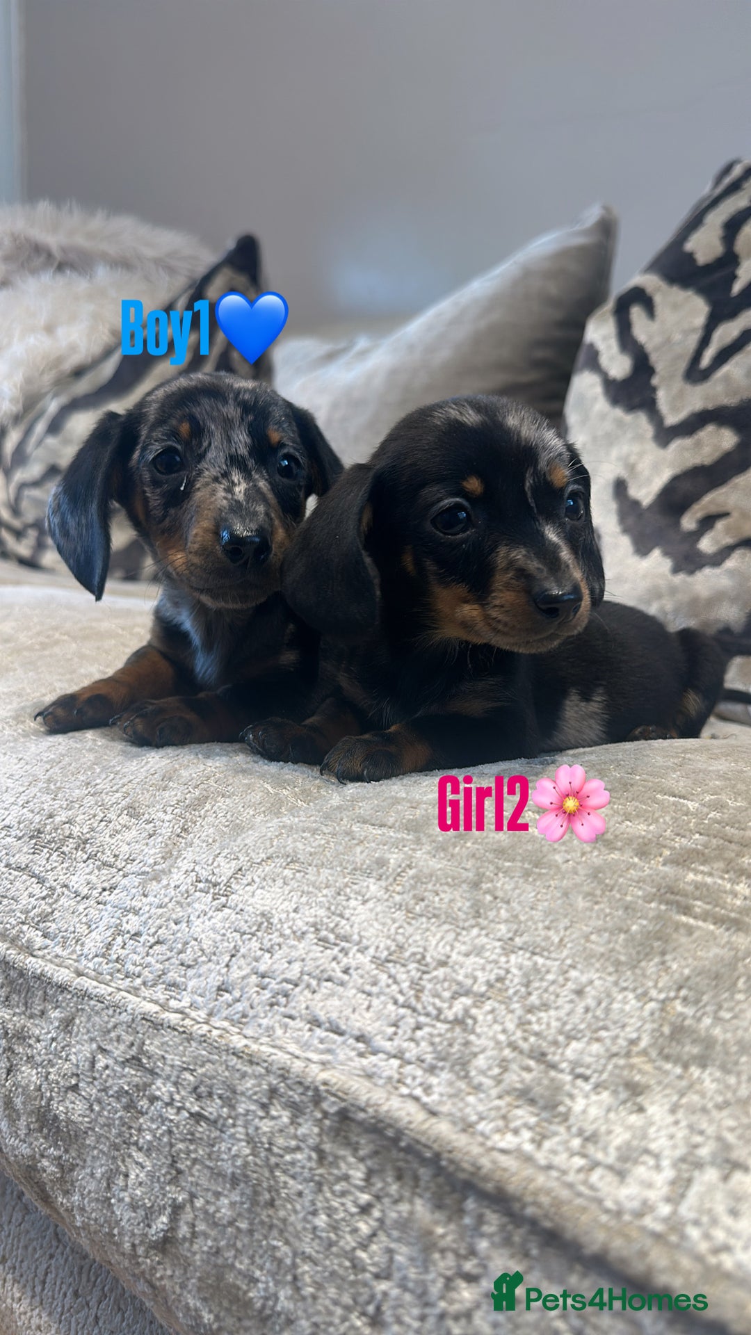Miniature Dachshund dogs for sale: 🐾Adorable miniature dachshunds 🐾 - Image 12