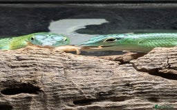 Skink reptiles for sale: 0.0.3 CB Emerald Tree Skinks - Image 5