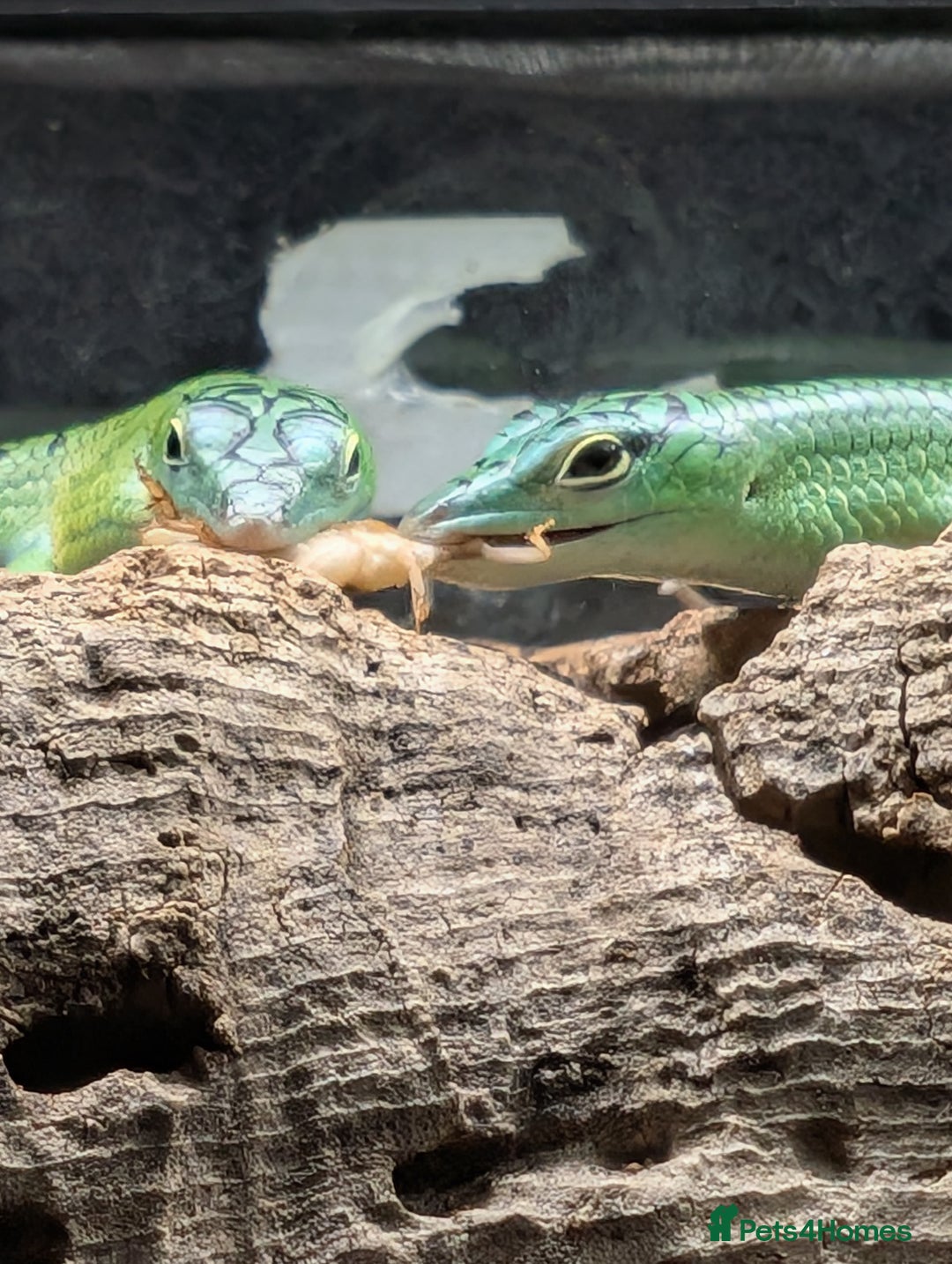 Skink reptiles for sale: 0.0.3 CB Emerald Tree Skinks - Image 5