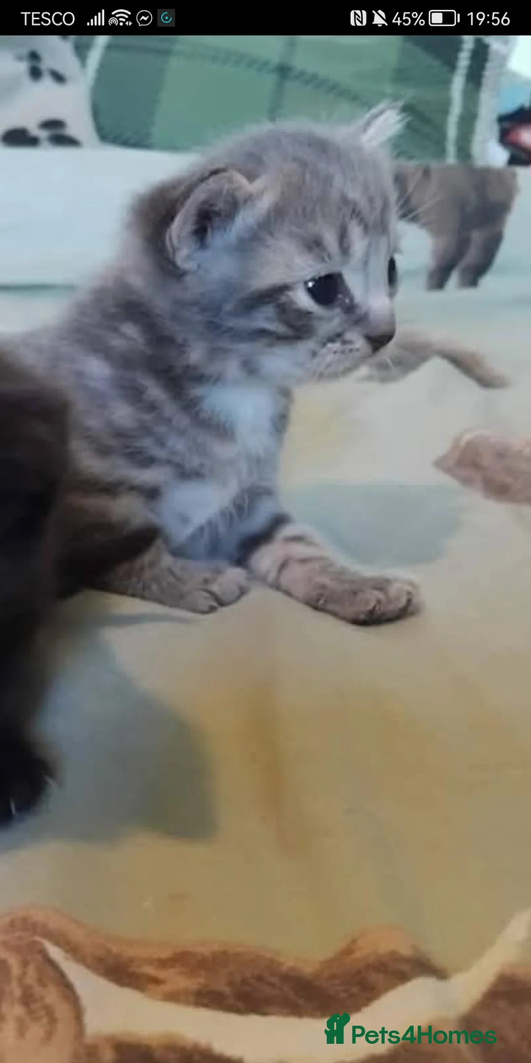 Mixed Breed cats for sale: Kittens in Telford - Advert 1