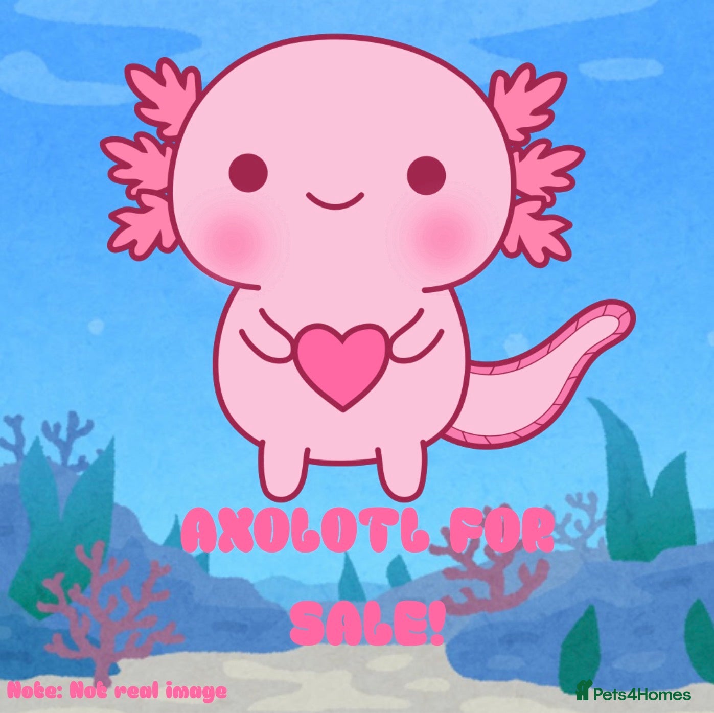 Axolotl reptiles Baby Axolotls For Sale - Advert 3