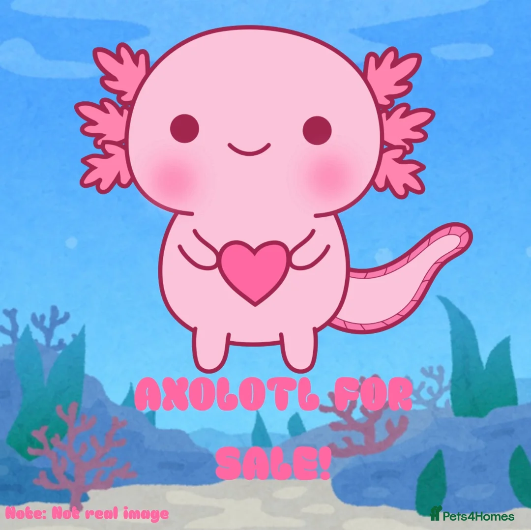 Axolotl reptiles for sale: Baby Axolotls For Sale in London - Advert 1