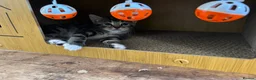 Mixed Breed cats for sale: Adorable Bengal x Shorthair Kittens - Advert 3