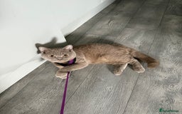 British Shorthair cats for sale: British shorthair kittens - Image 4