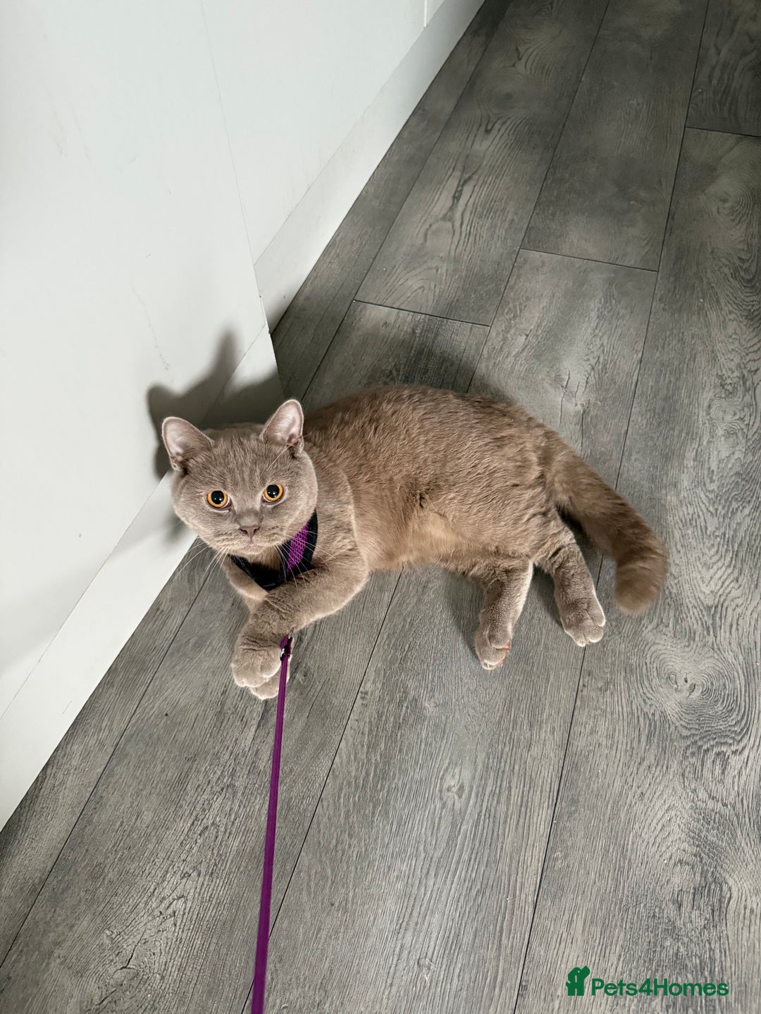 British Shorthair cats for sale: British shorthair kittens - Image 4