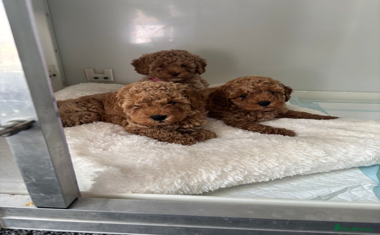 Cavapoo dogs - Advert 11