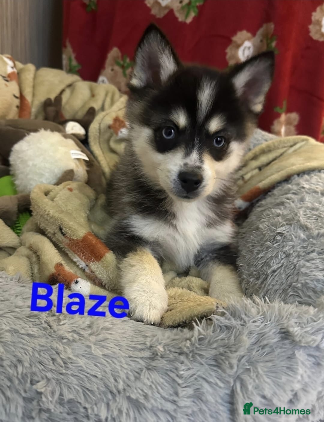 Pomsky dogs for sale: 3 Boys leftStunning Blue eyed F4 Pomsky pups - Advert 12