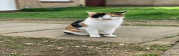 European cats for sale: Kitten - Advert 1