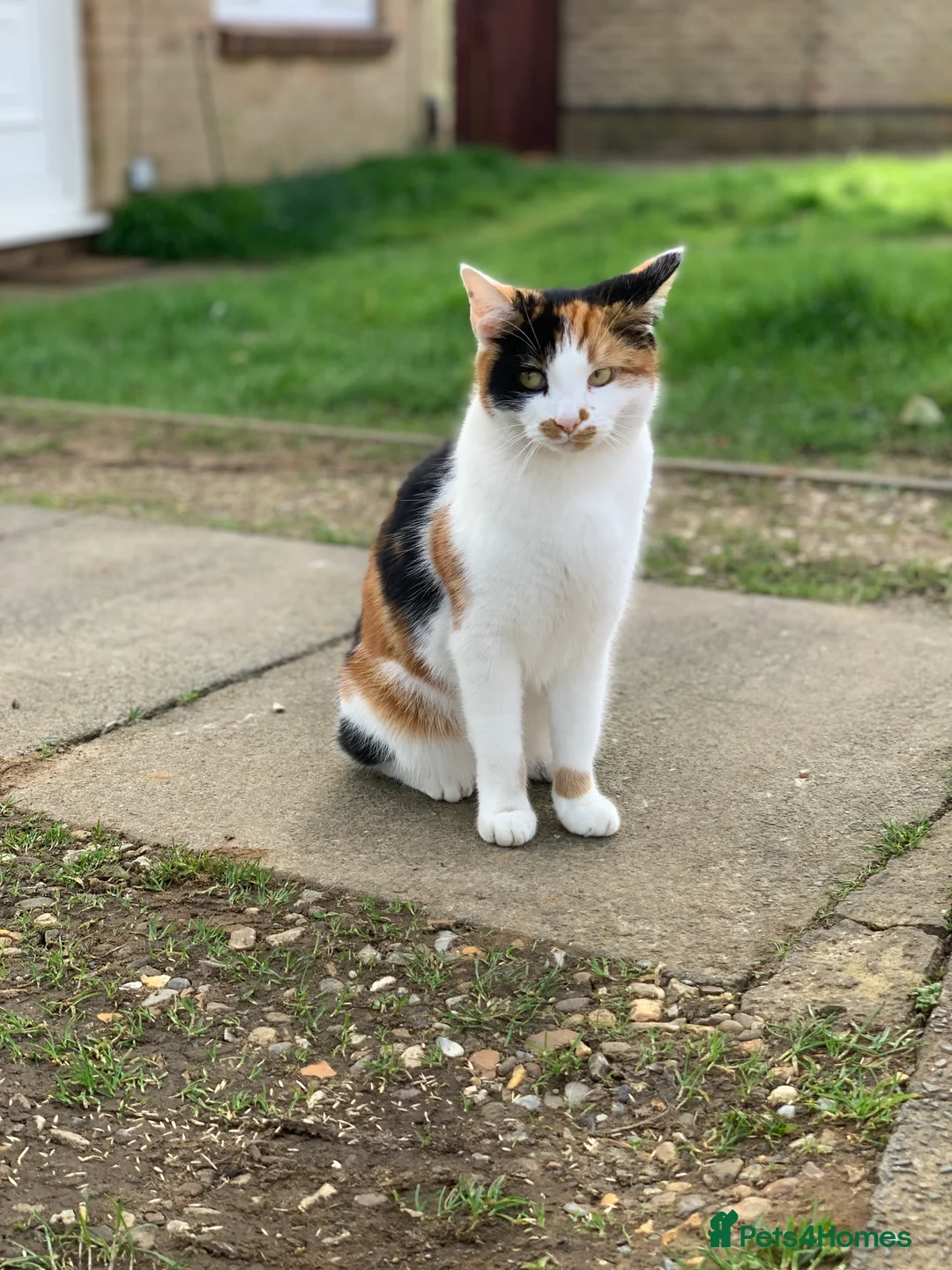European cats for sale: Kitten - Advert 1
