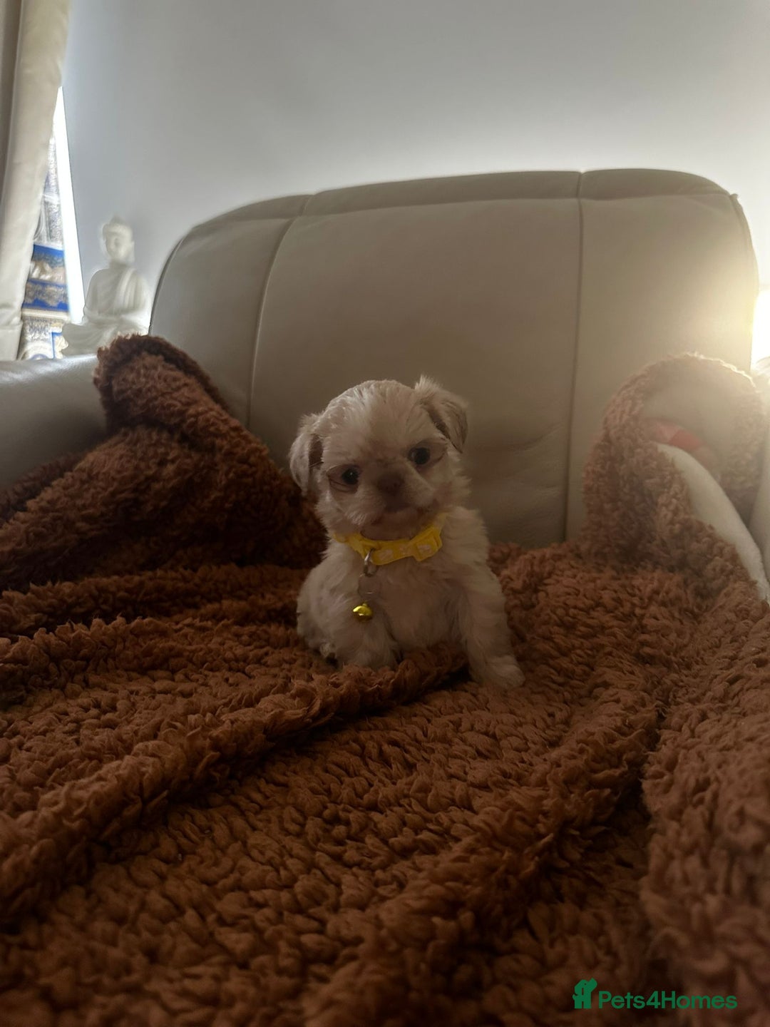 Shih Tzu dogs for sale: IMRERIAL SHIHTZU PUPPIES - Advert 34
