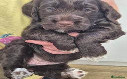 Cockapoo dogs for sale: Cockapoo pups - Image 4