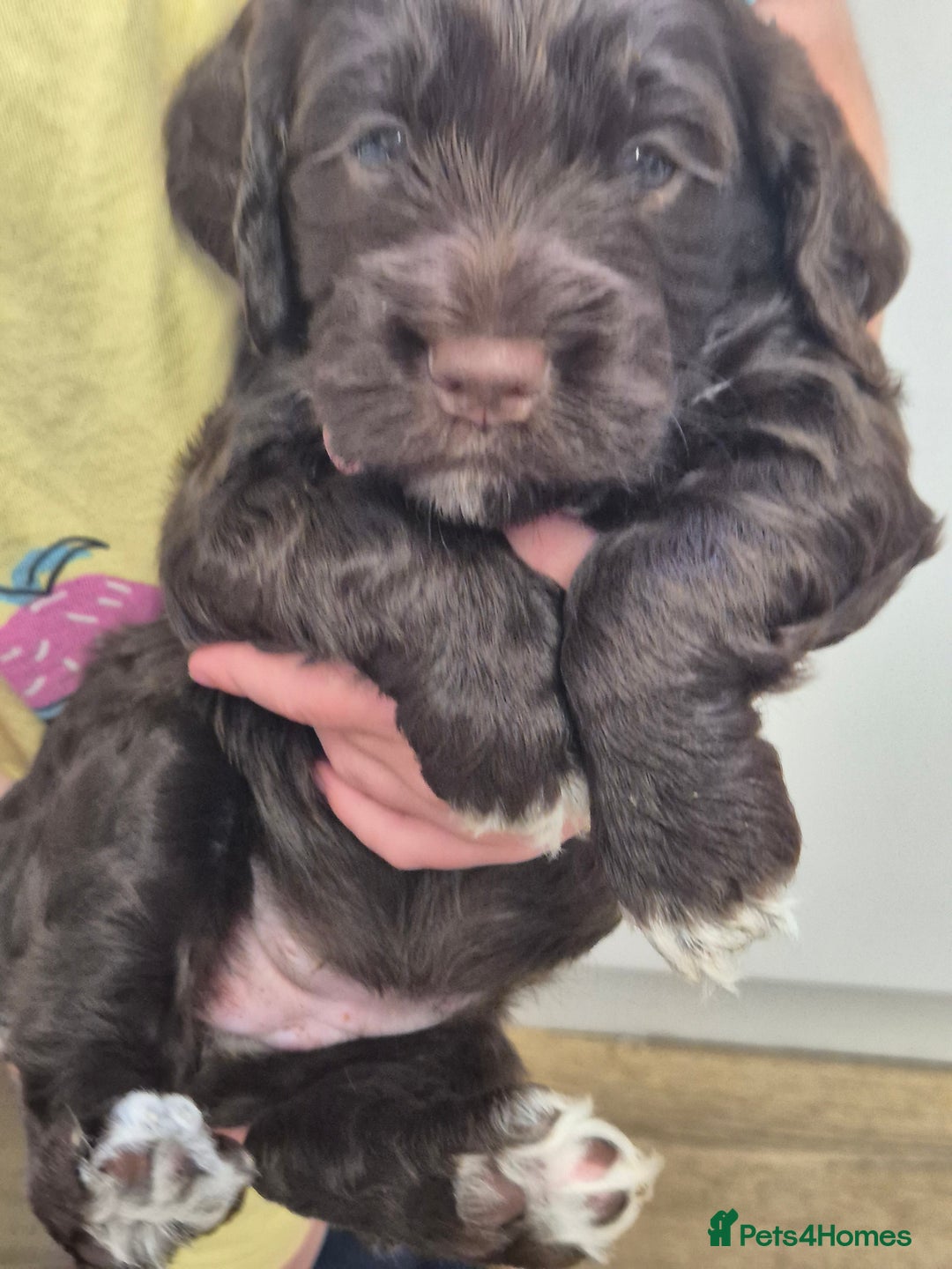 Cockapoo dogs for sale: Cockapoo pups - Image 4