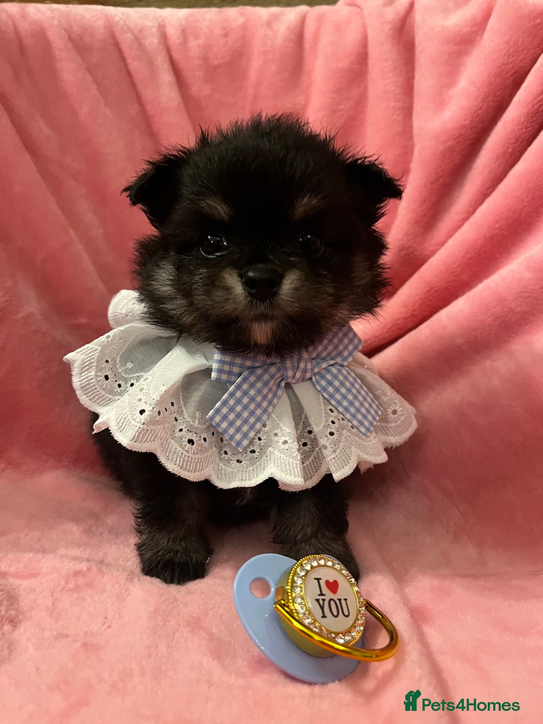Pomchi dogs for sale: INCREDIBLE Thai/Korean pomchi READY 5th September  - Image 15