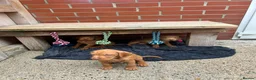Hungarian Vizsla dogs for sale: Wire haired Hungarian Vizsla pups - Advert 9