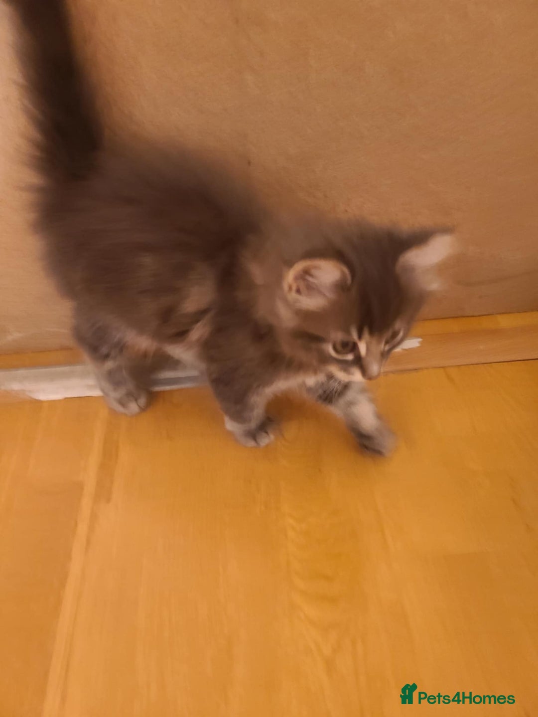 Mixed Breed cats for sale: 4 flufball looking for new home - Image 5