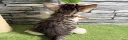Bengal cats for sale: 5 beautiful girl bengal cross breed 🩷 - Advert 29